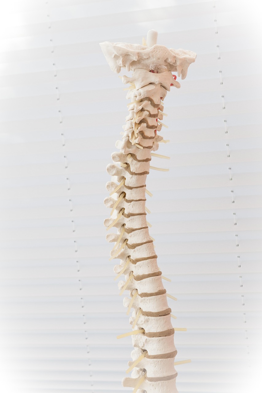 spine, disc, the back, disc prolapse, disease, medicine, bone, heal, clinic, whirl, doctor, back pain, pension, spine, spine, spine, spine, spine, back pain